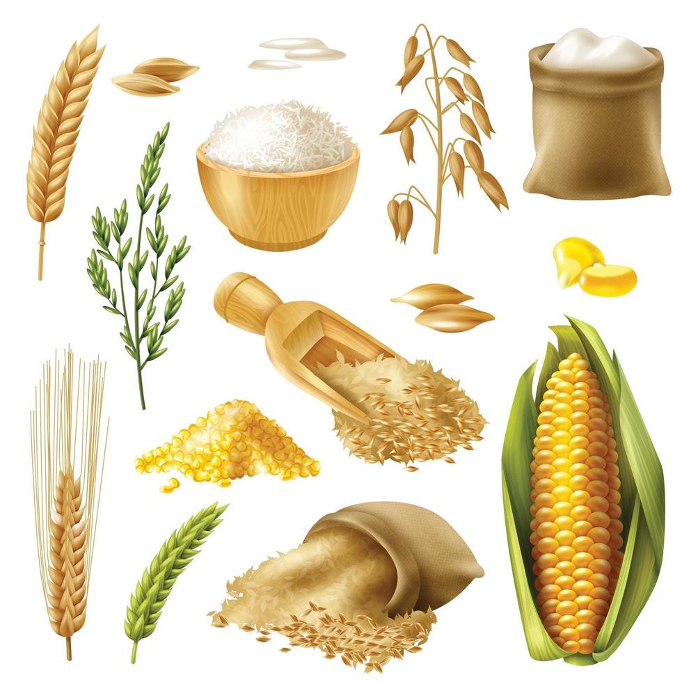 cereals set wheat rice barley oat corn vector