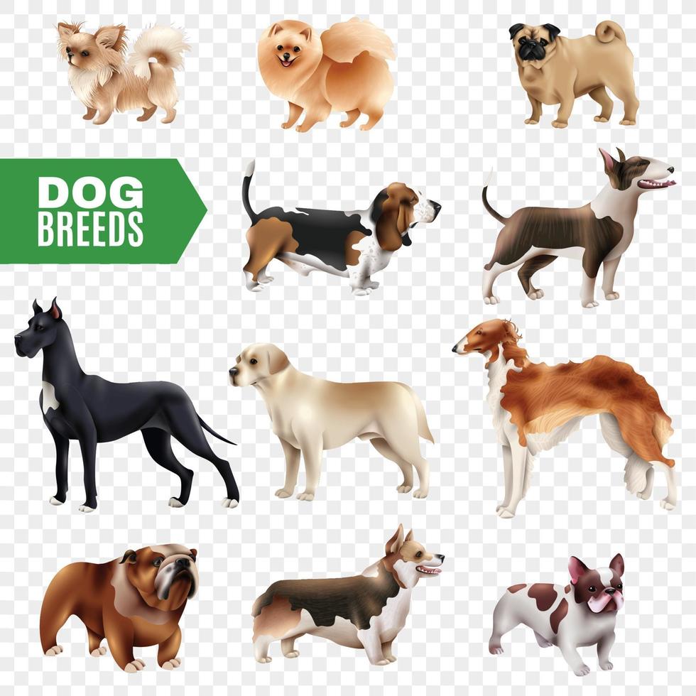 conjunto transparente de razas de perros vector