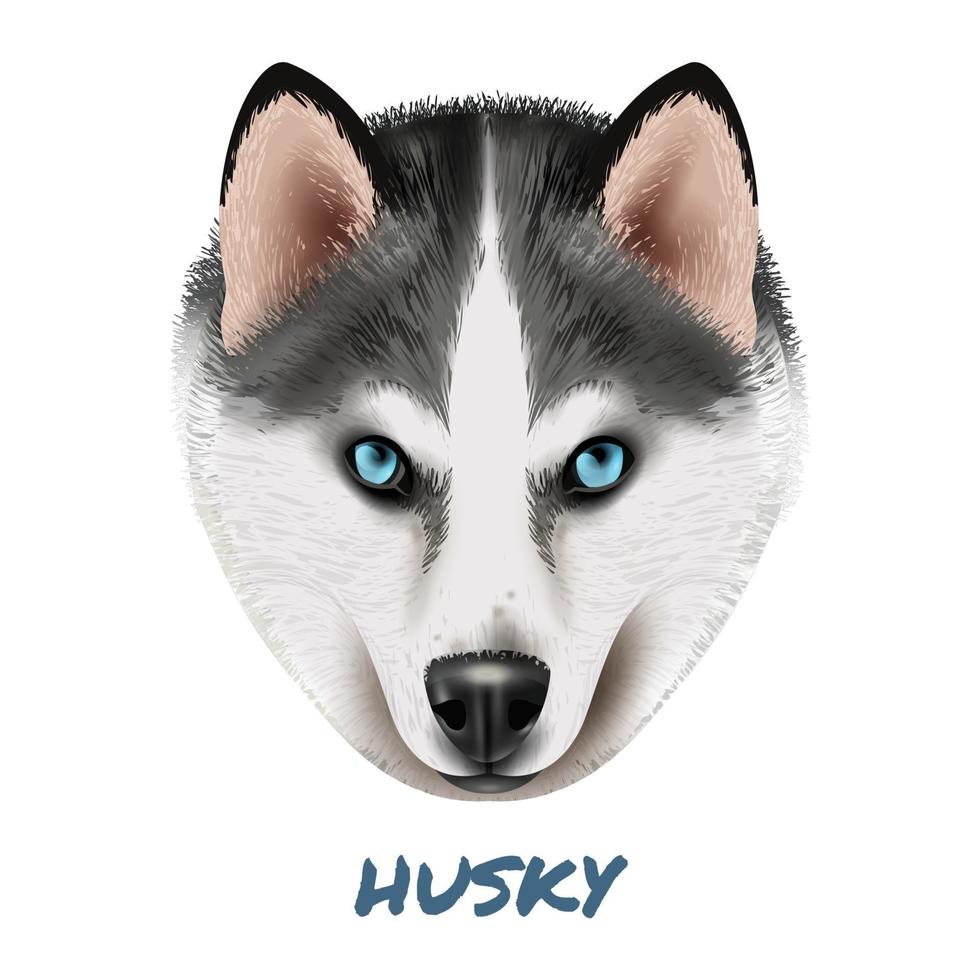 realistic dog husky portrait vector