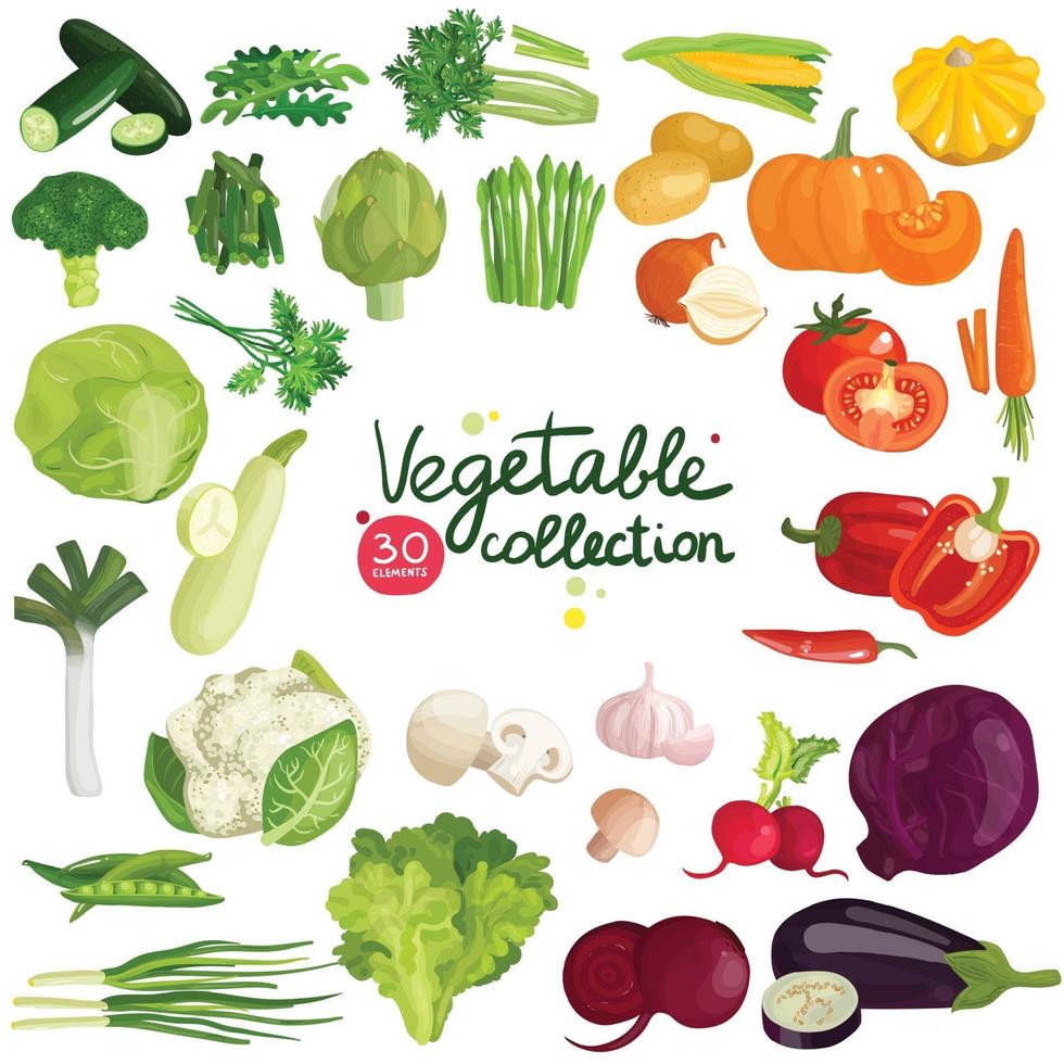 vegetables herbs set vector