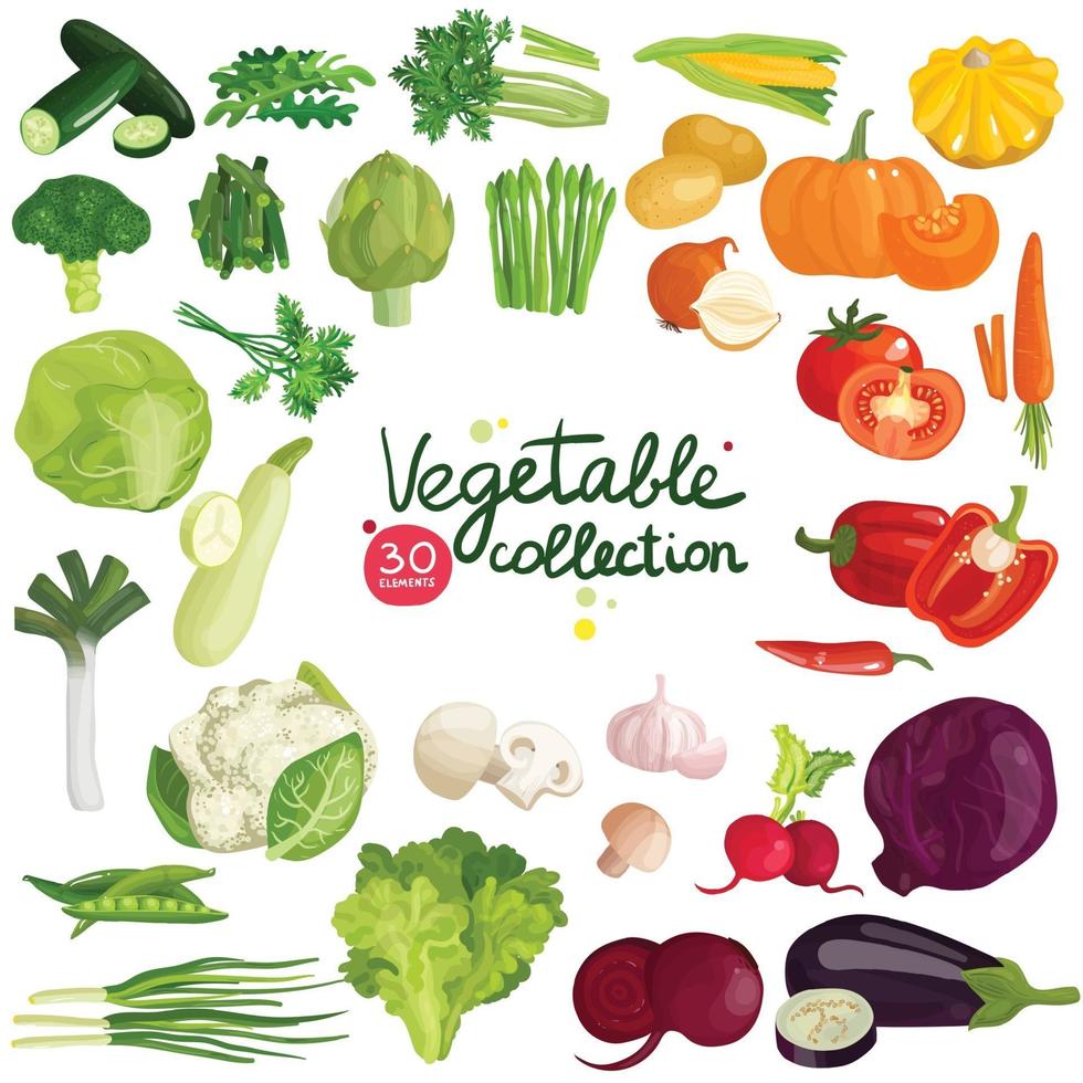 verduras y hierbas set vector