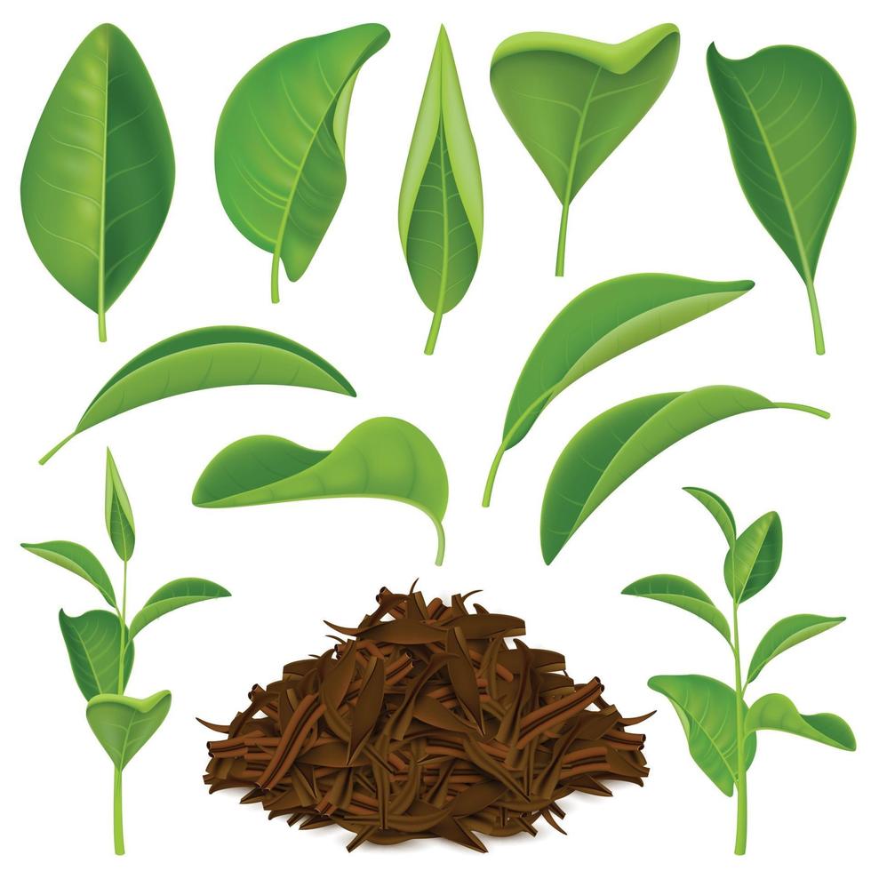 realistic tea leaves set vector