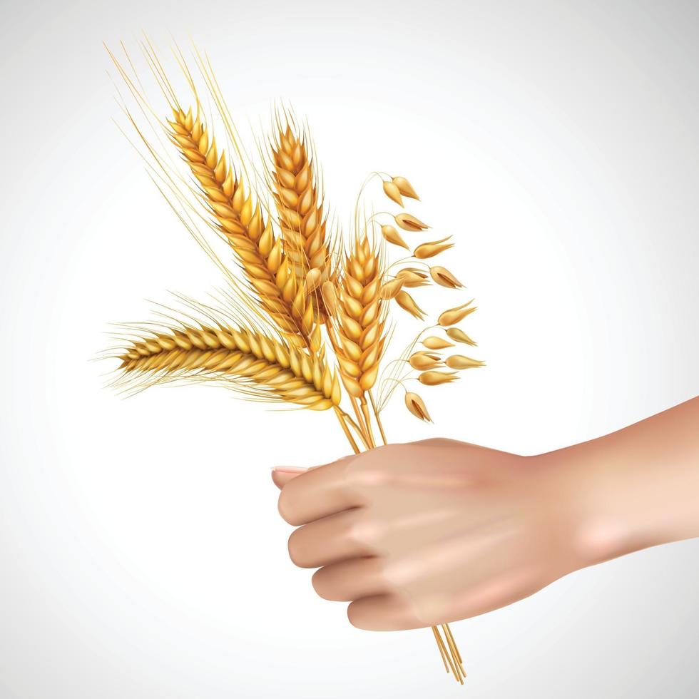 spikelet in hand realistic vector