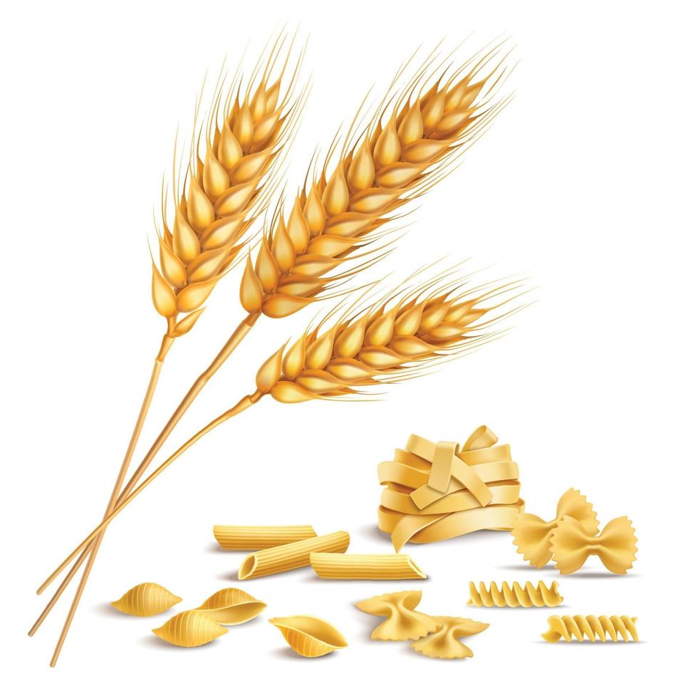 pasta and wheat spikelets realistic vector