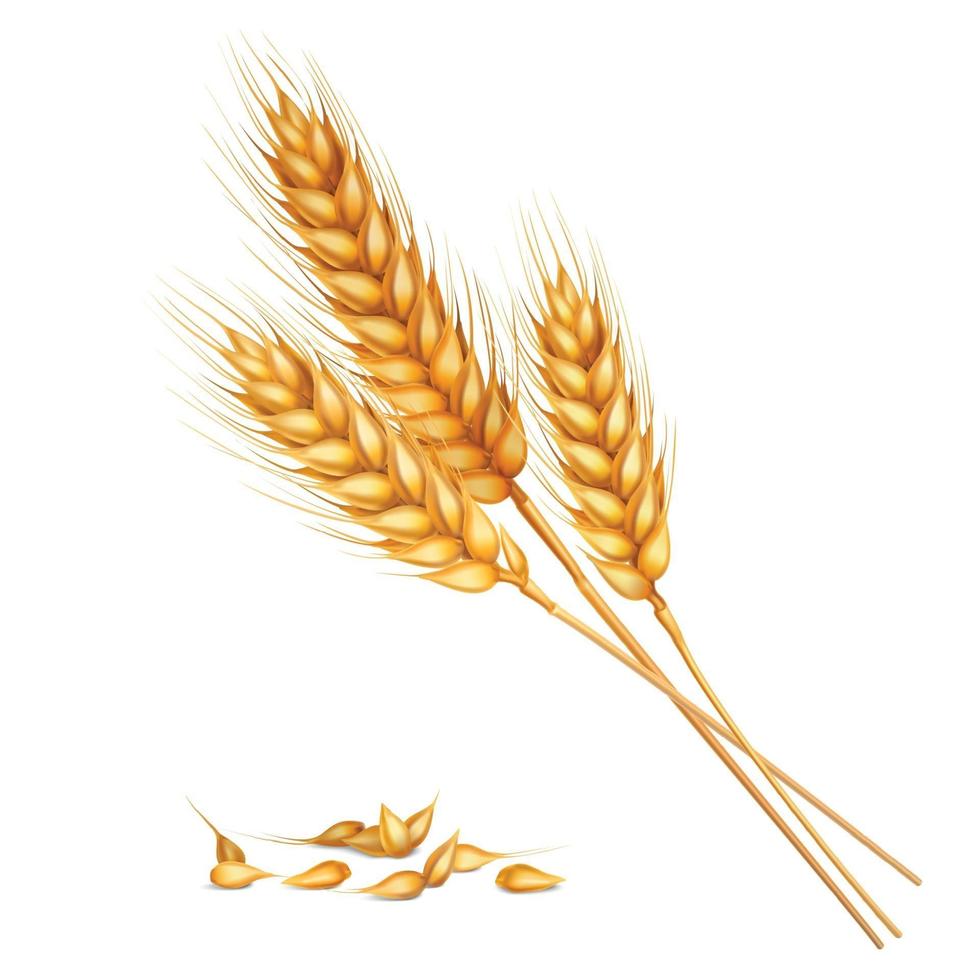 wheat realistic composition vector