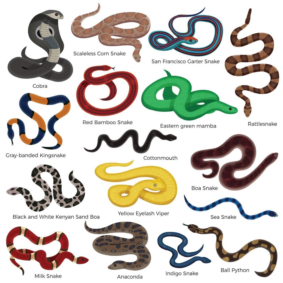 snake reptiles set vector