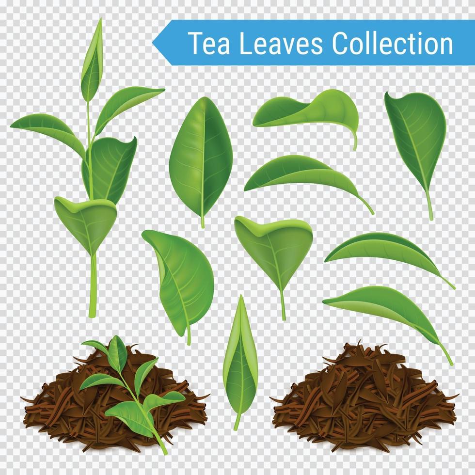 juego de hojas de té realista vector