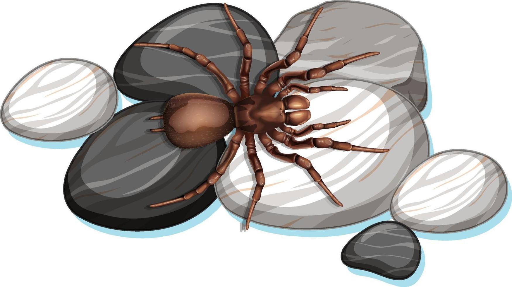Top view of spider on a stone on white background vector