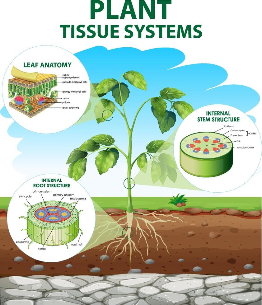 Diagram showing Plant Tissue Systems vector