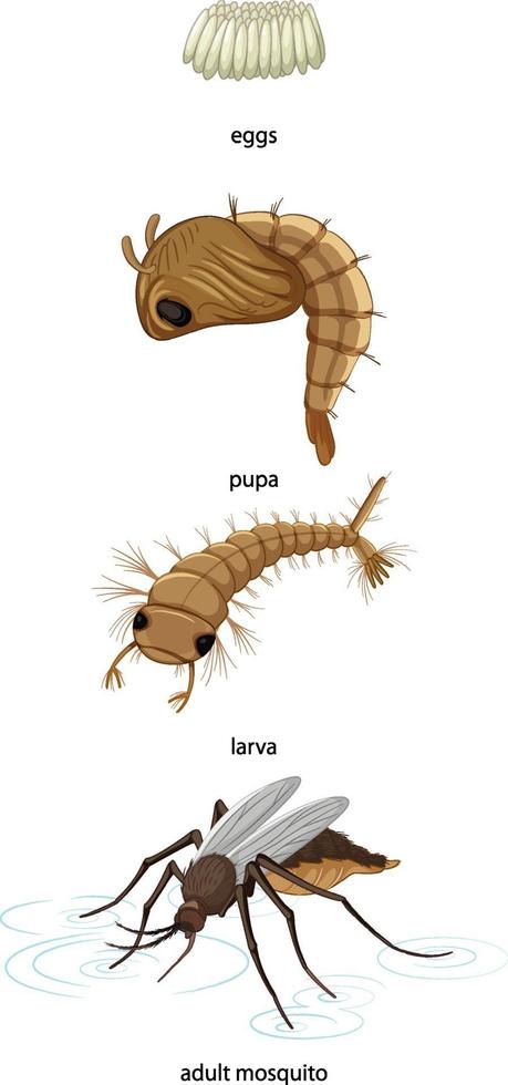 Ciclo de vida del mosquito sobre fondo blanco. vector