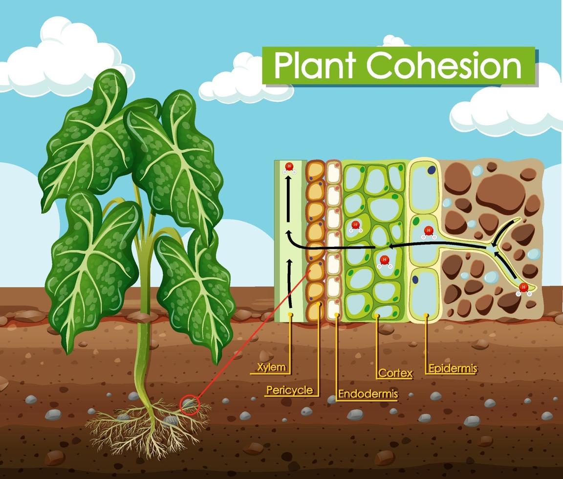 diagrama que muestra la cohesión vegetal vector