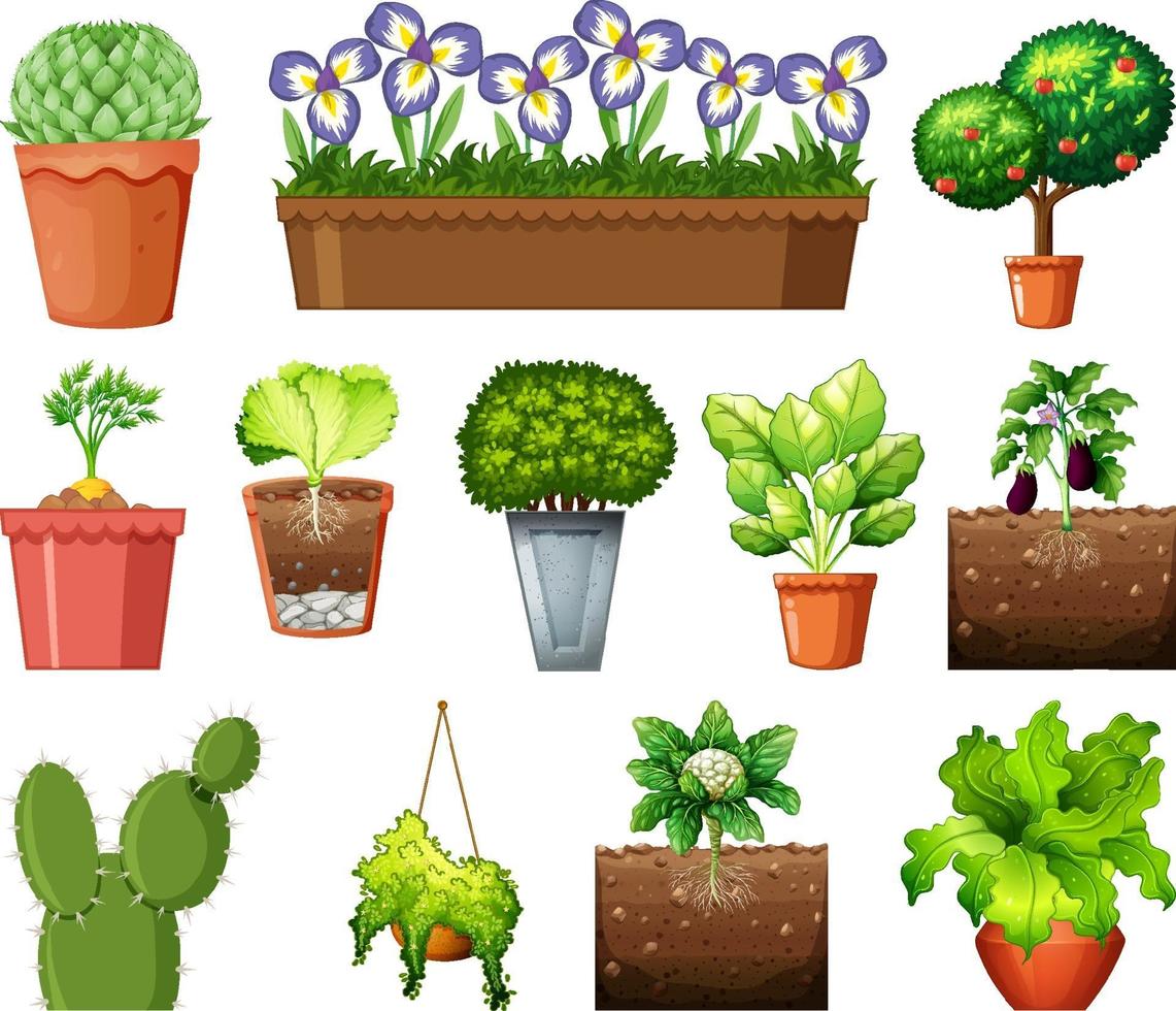 Set of different plants in pots isolated on white background vector