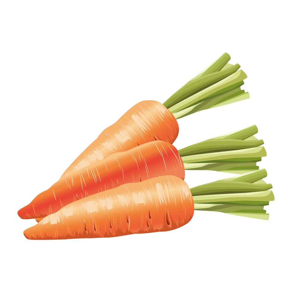 fresh carrots healthy vegetables icons vector