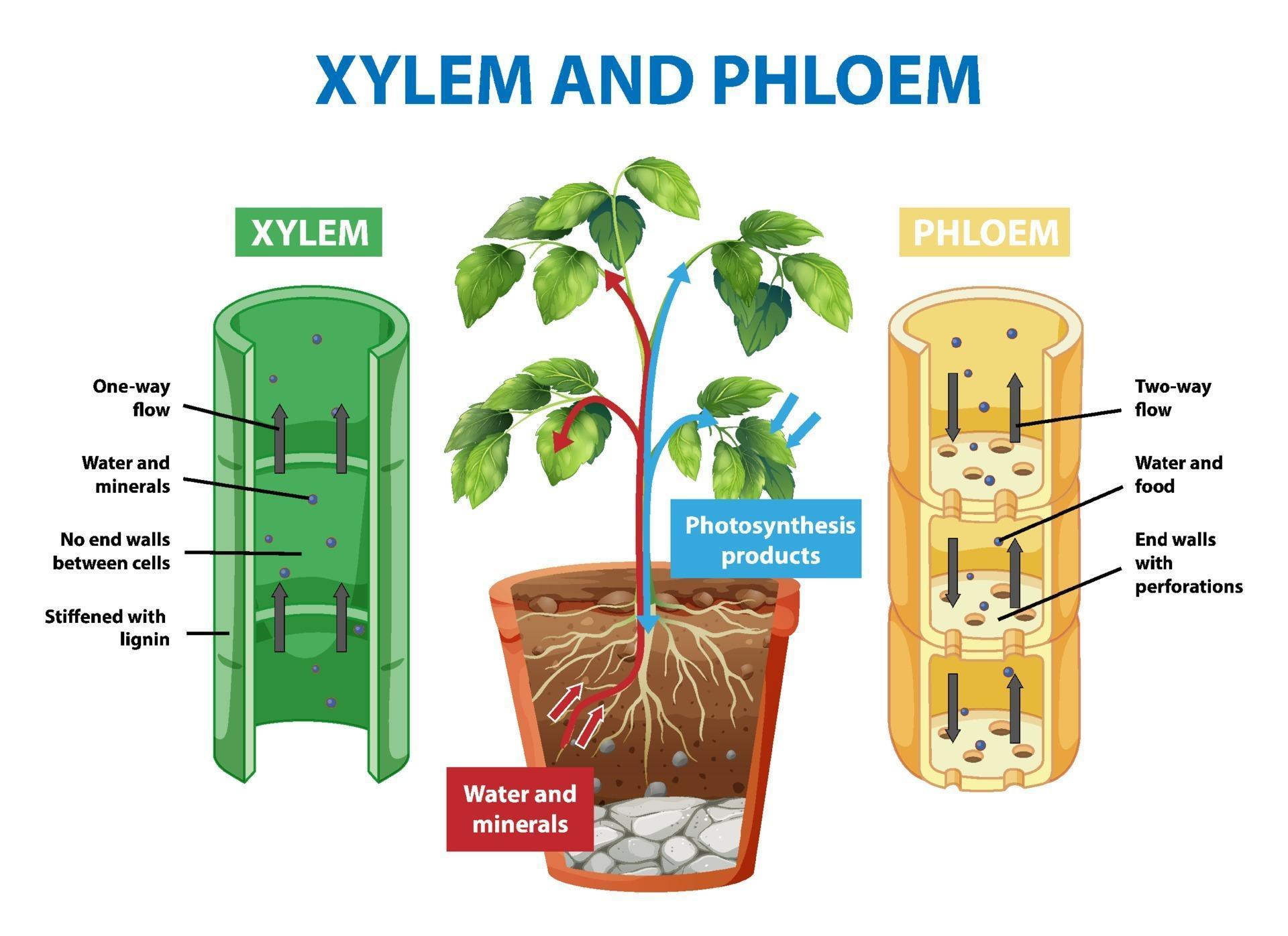 Diagrama Que Muestra El Xilema Y El Floema De La Planta 1993001 Vector diagrama-que-muestra-el-xilema-y-el-floema-de-la-planta-1993001-vector
