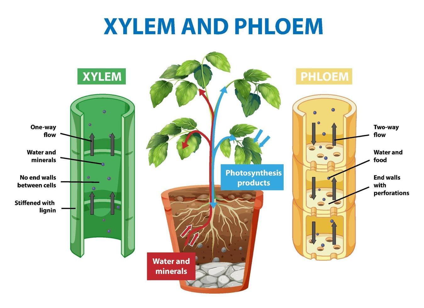 Diagrama que muestra el xilema y el floema de la planta. vector