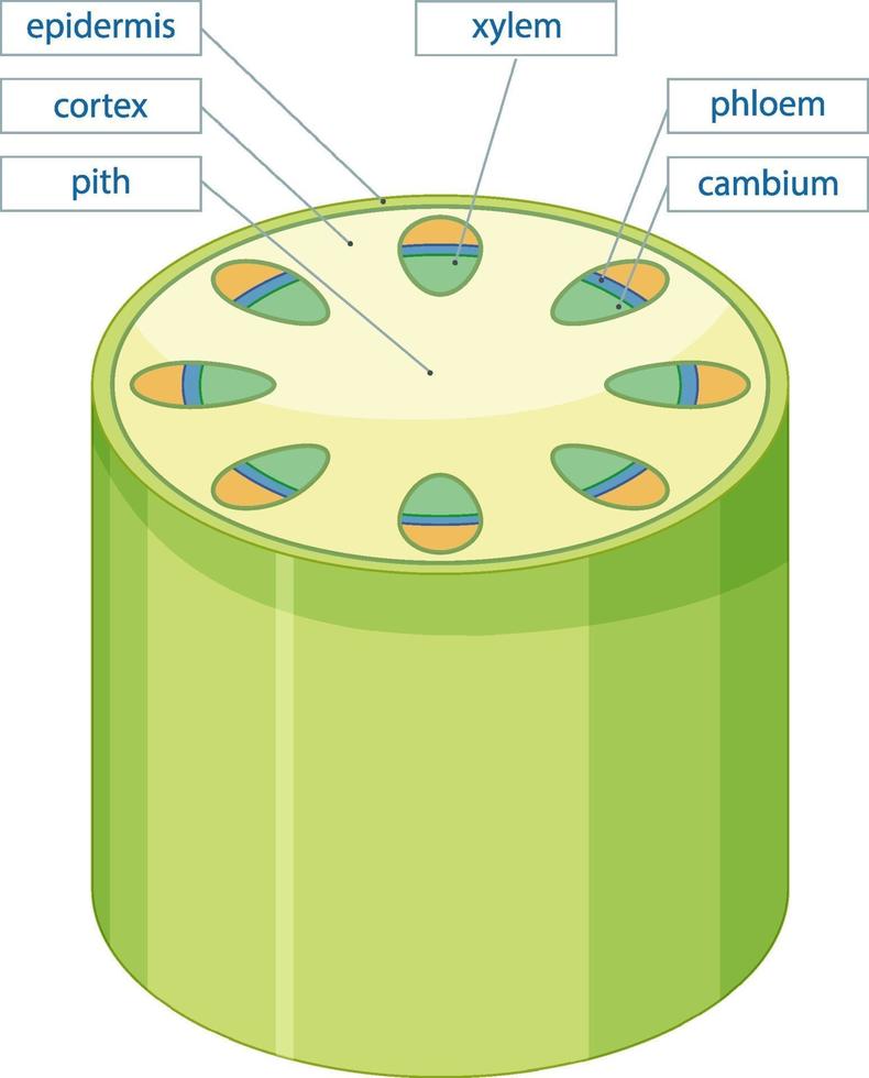 Diagram showing vascular tissue system in plants vector