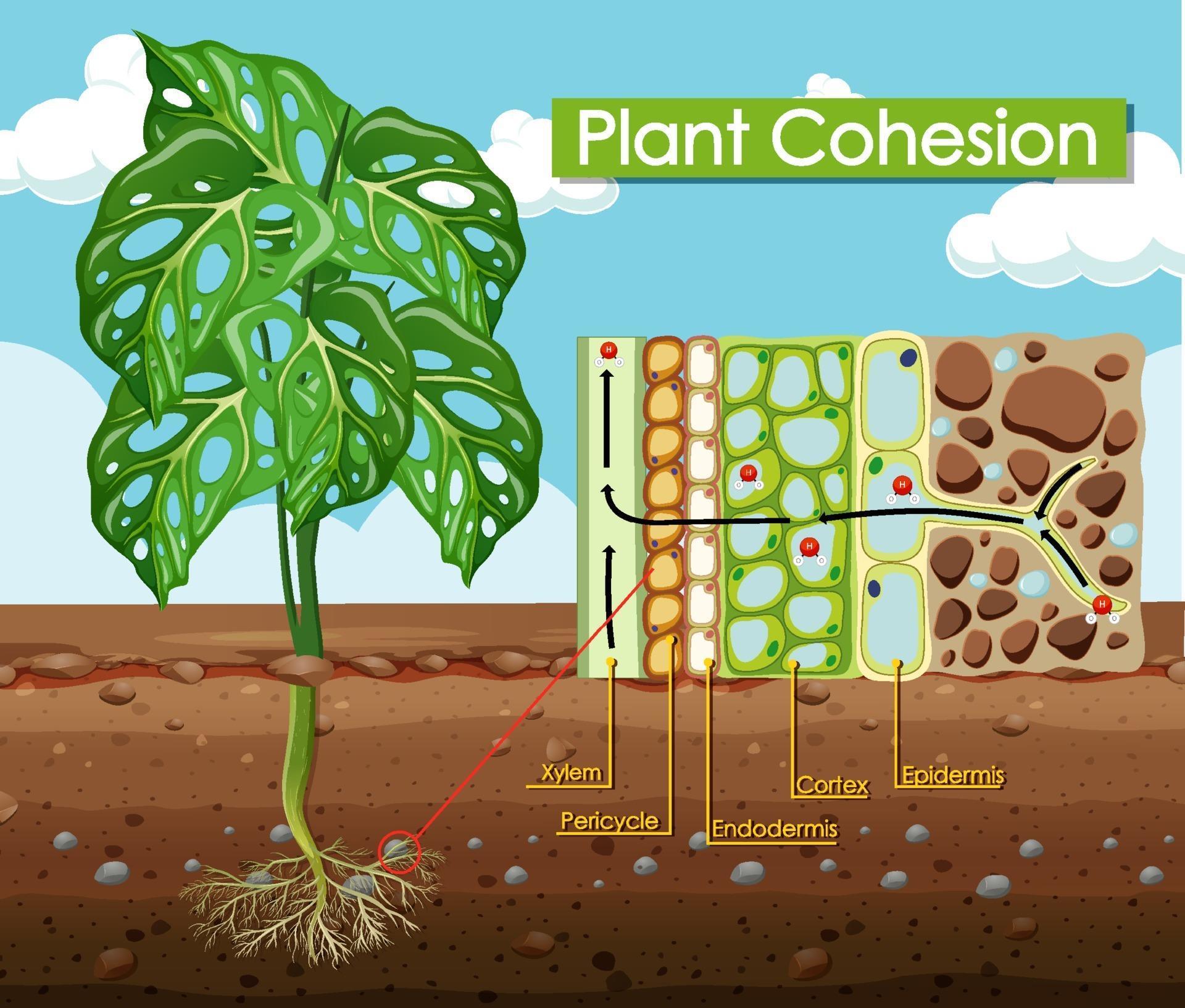 Diagram showing Plant Cohesion 1993041 Vector Art at Vecteezy