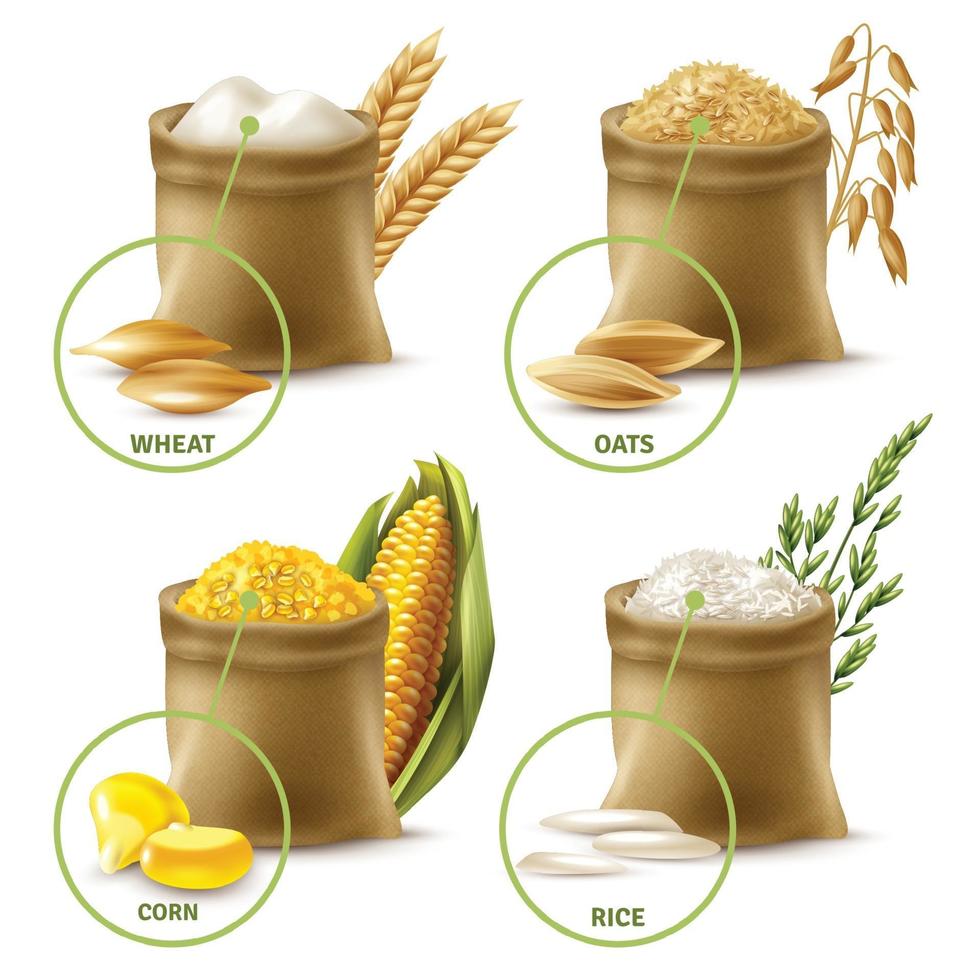 agricultural cereals set vector
