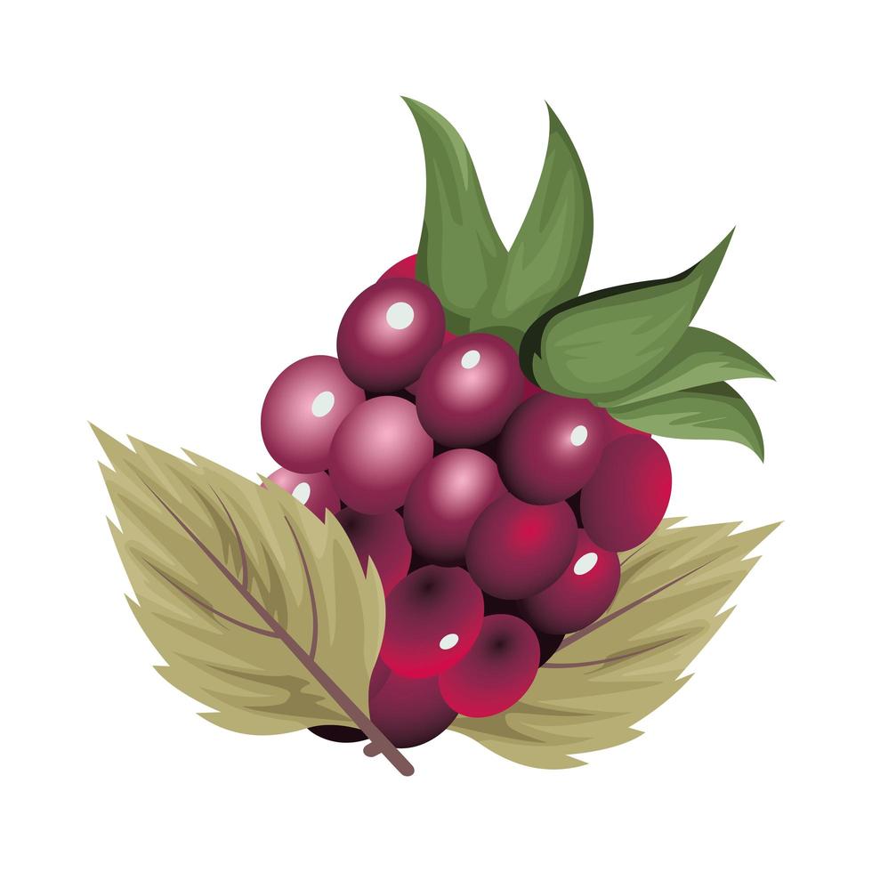 fresh grapes icon vector