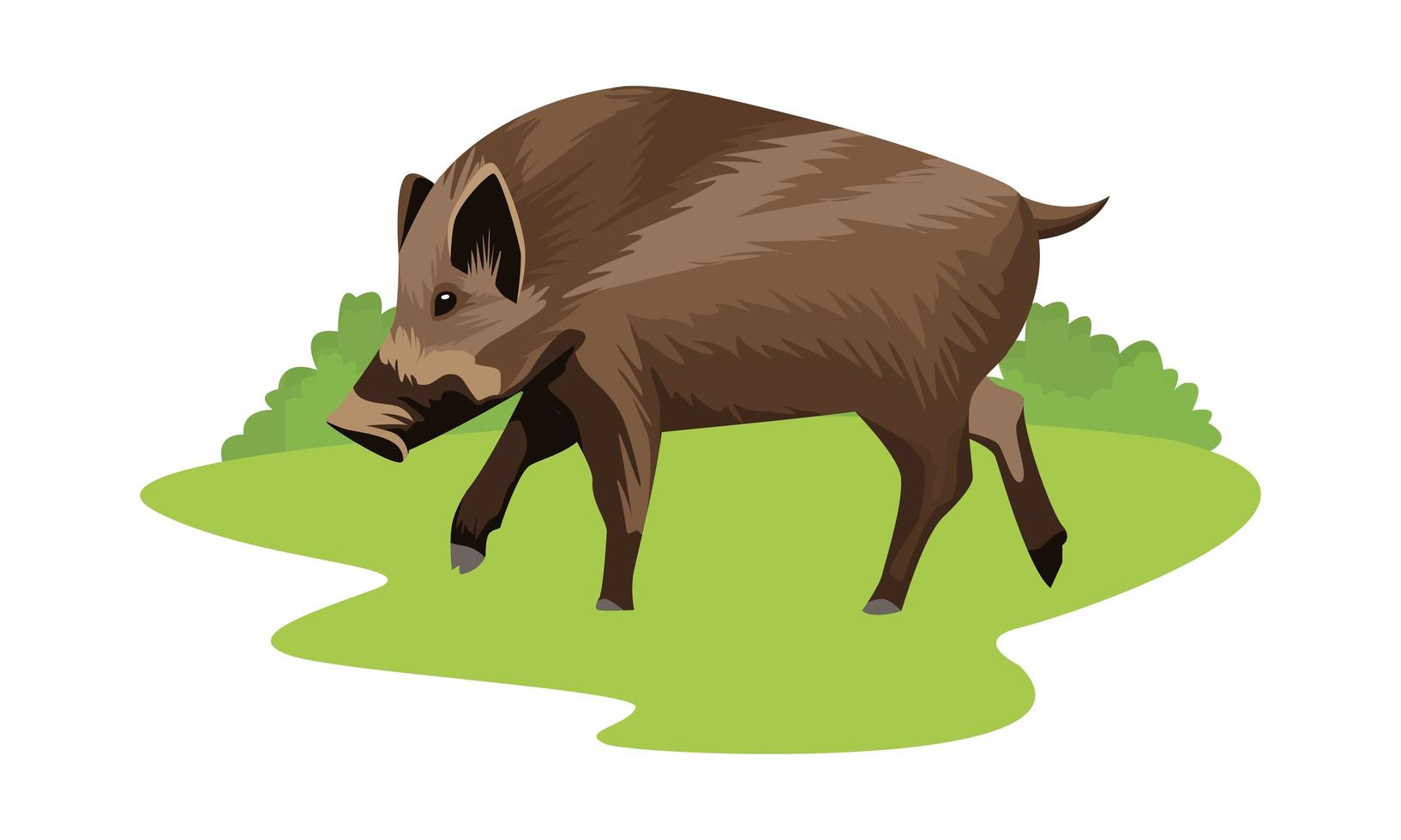 wild pig animal icon vector