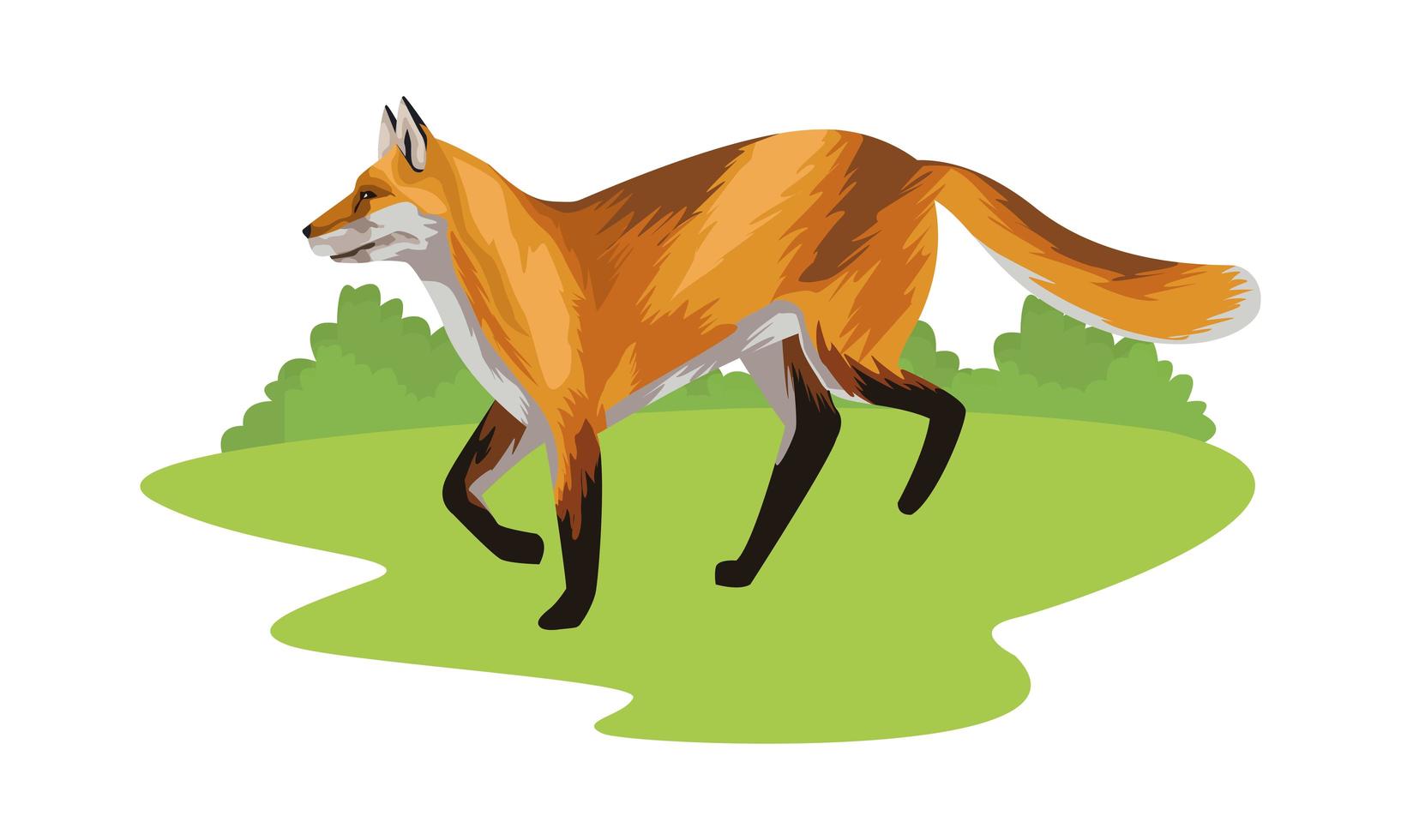 wild fox animal icon vector