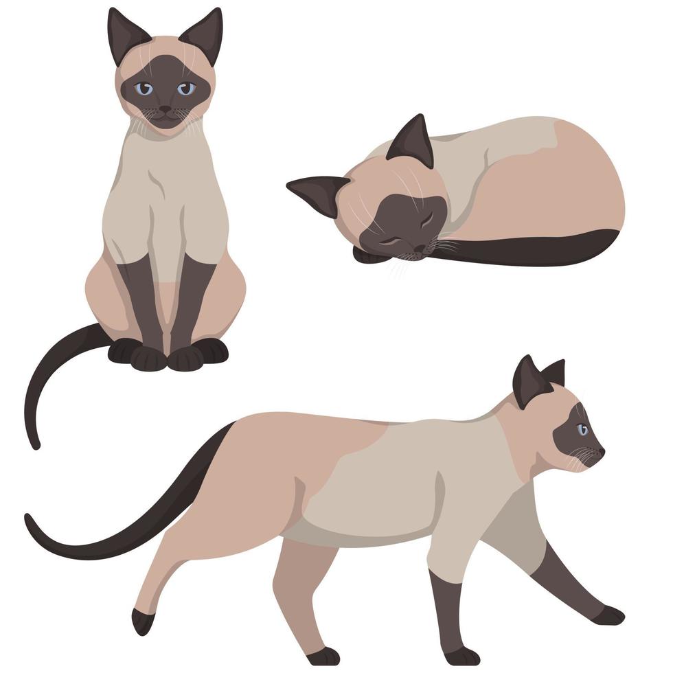 gato siamés en diferentes poses. vector