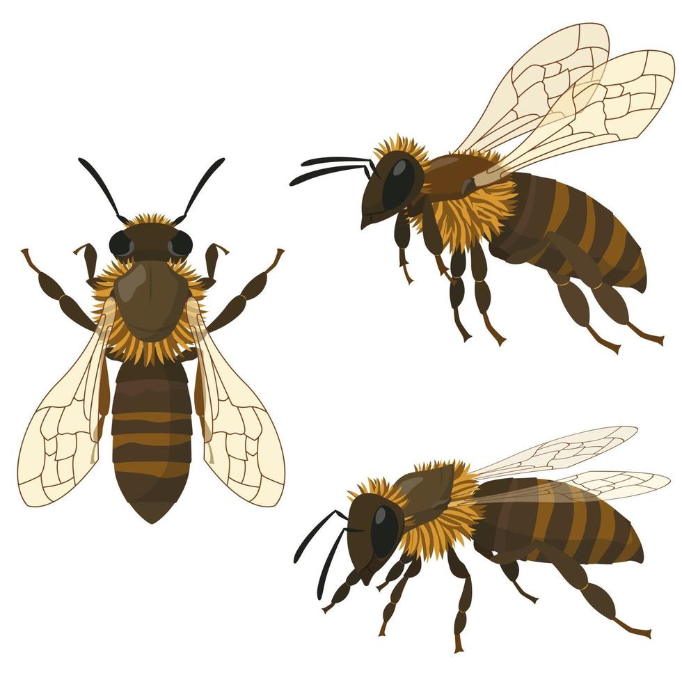 Bee in different poses. vector