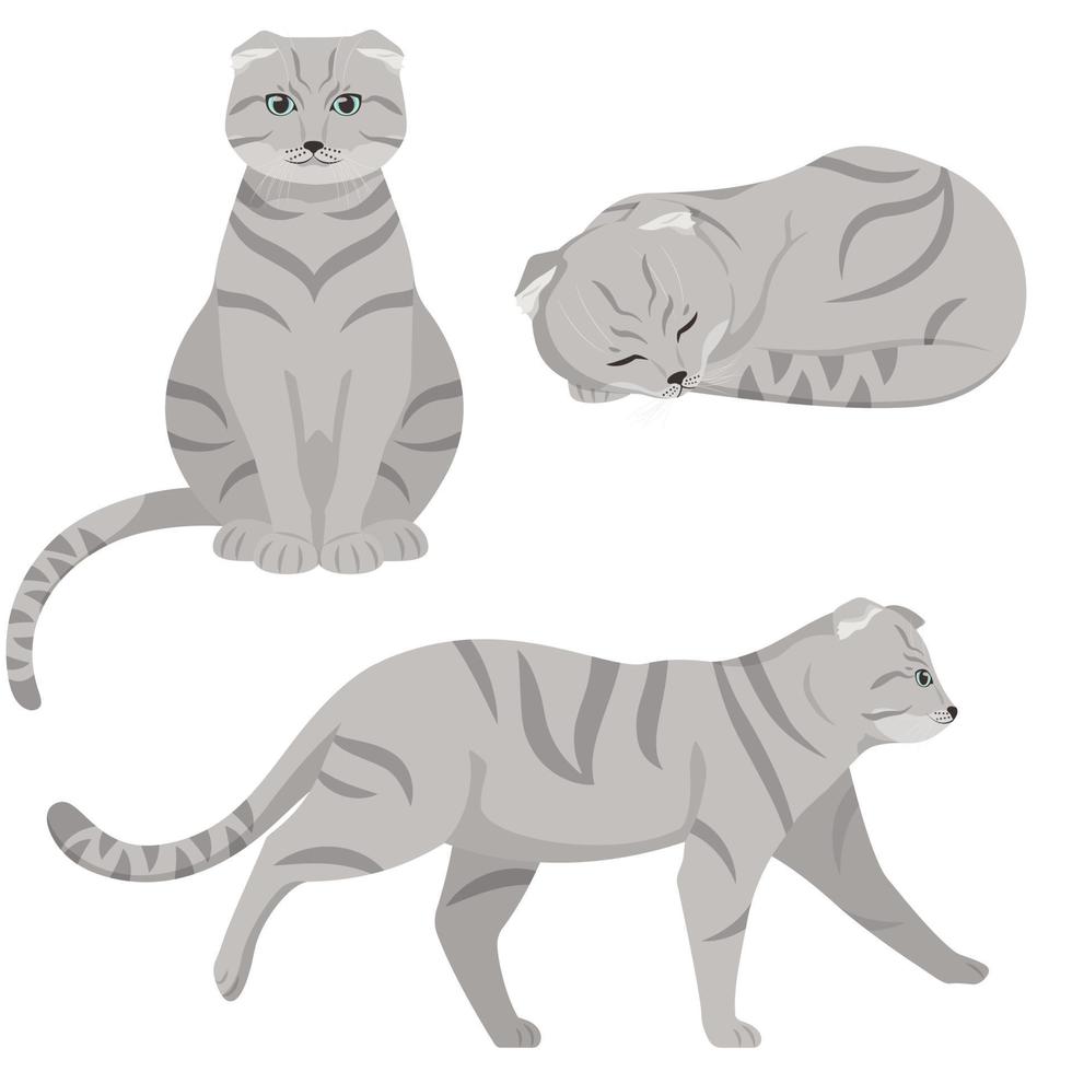 gato de orejas caídas en diferentes poses. vector