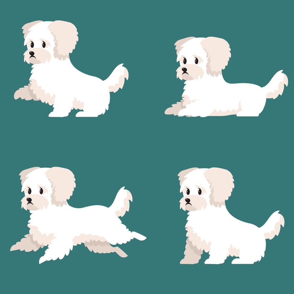 bichon boloñesa en diferentes poses. vector