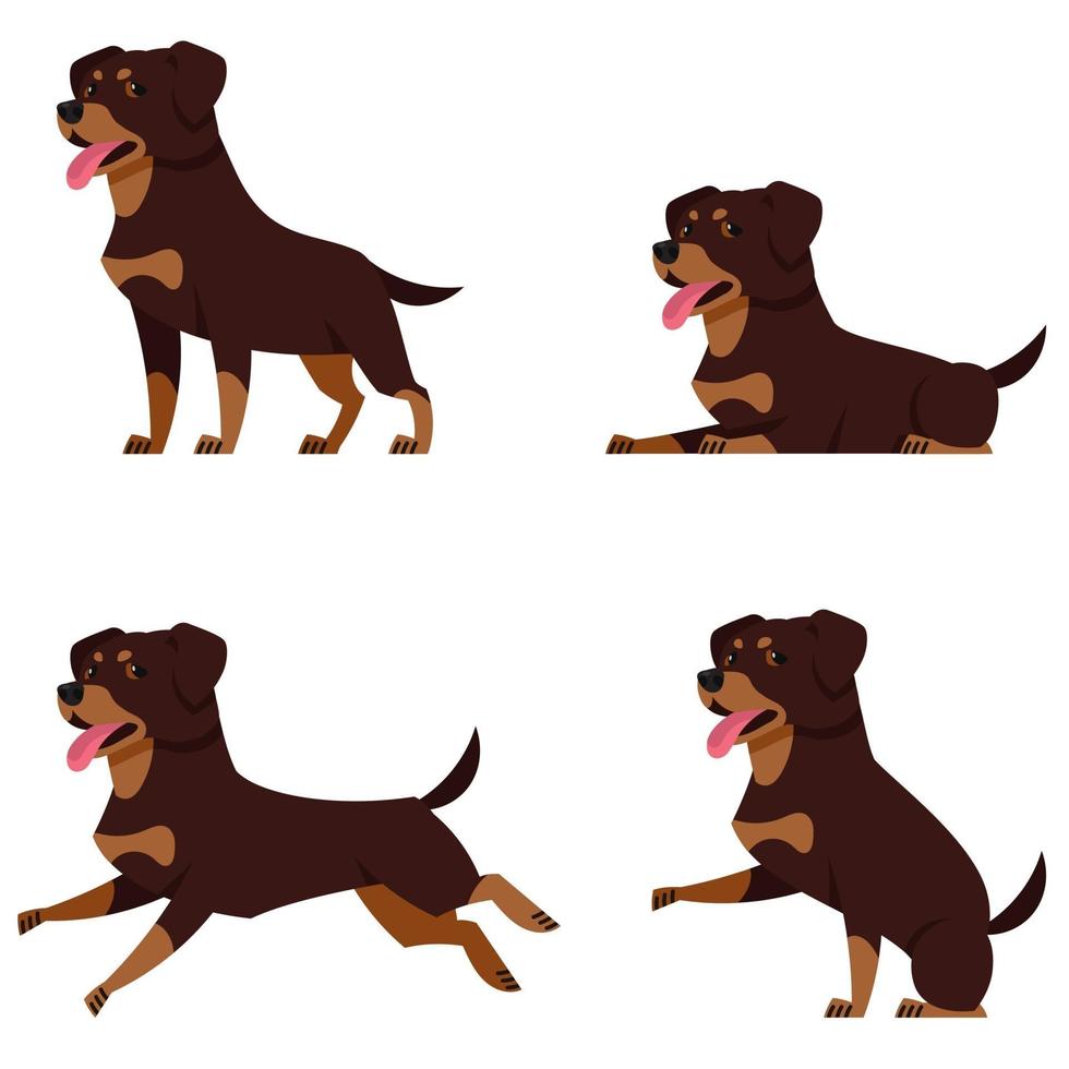 Rottweiler in different poses. vector