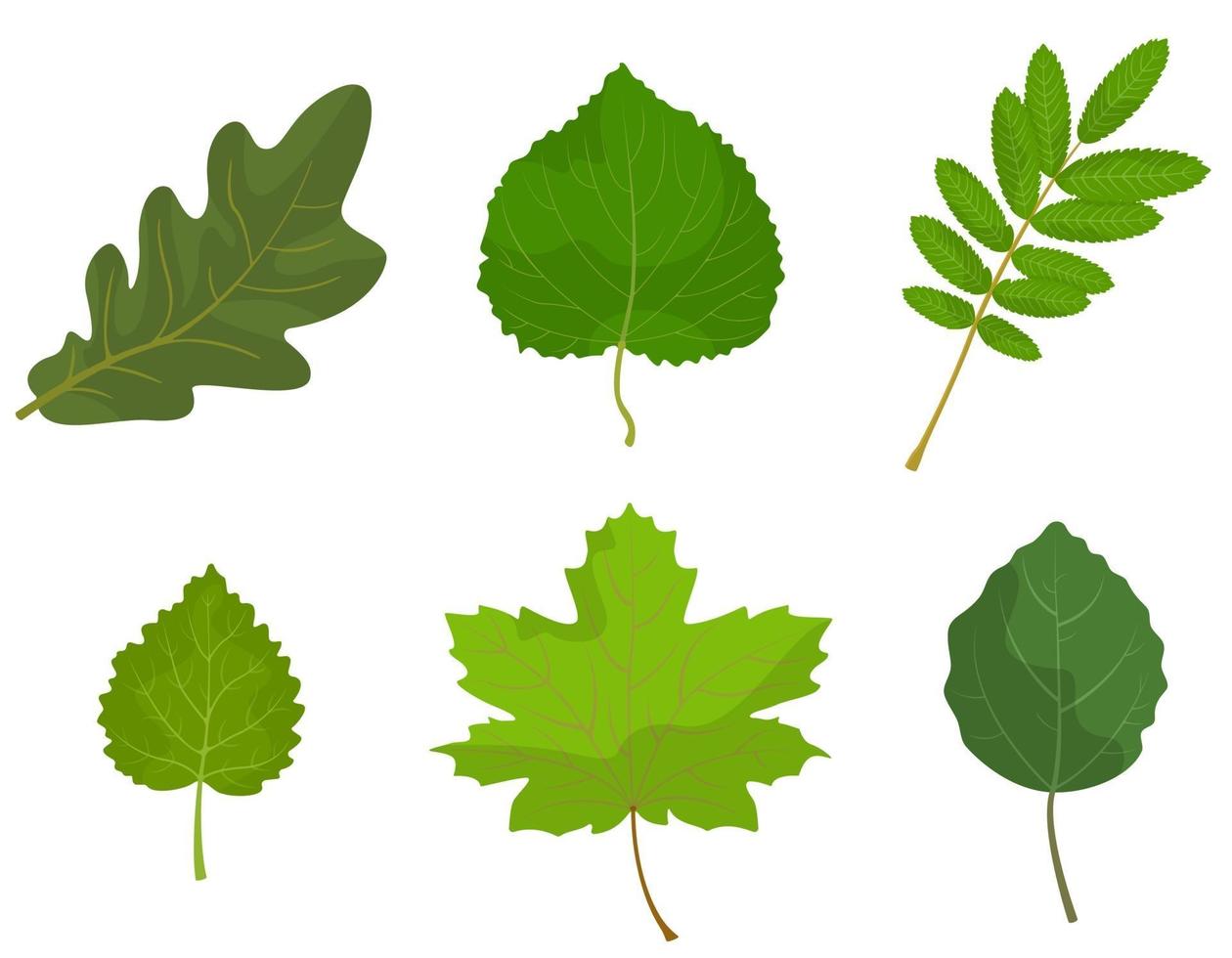 Set of different tree leaves. vector