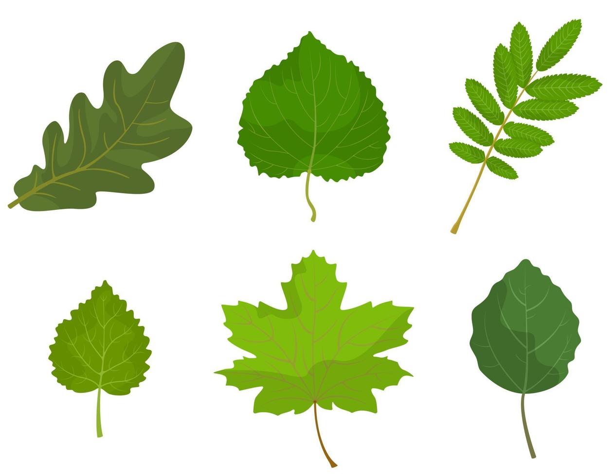 Set of different tree leaves. vector