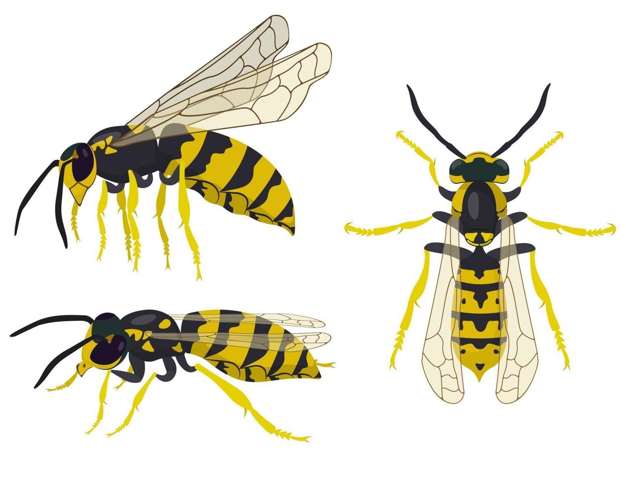 Wasp in different poses. vector