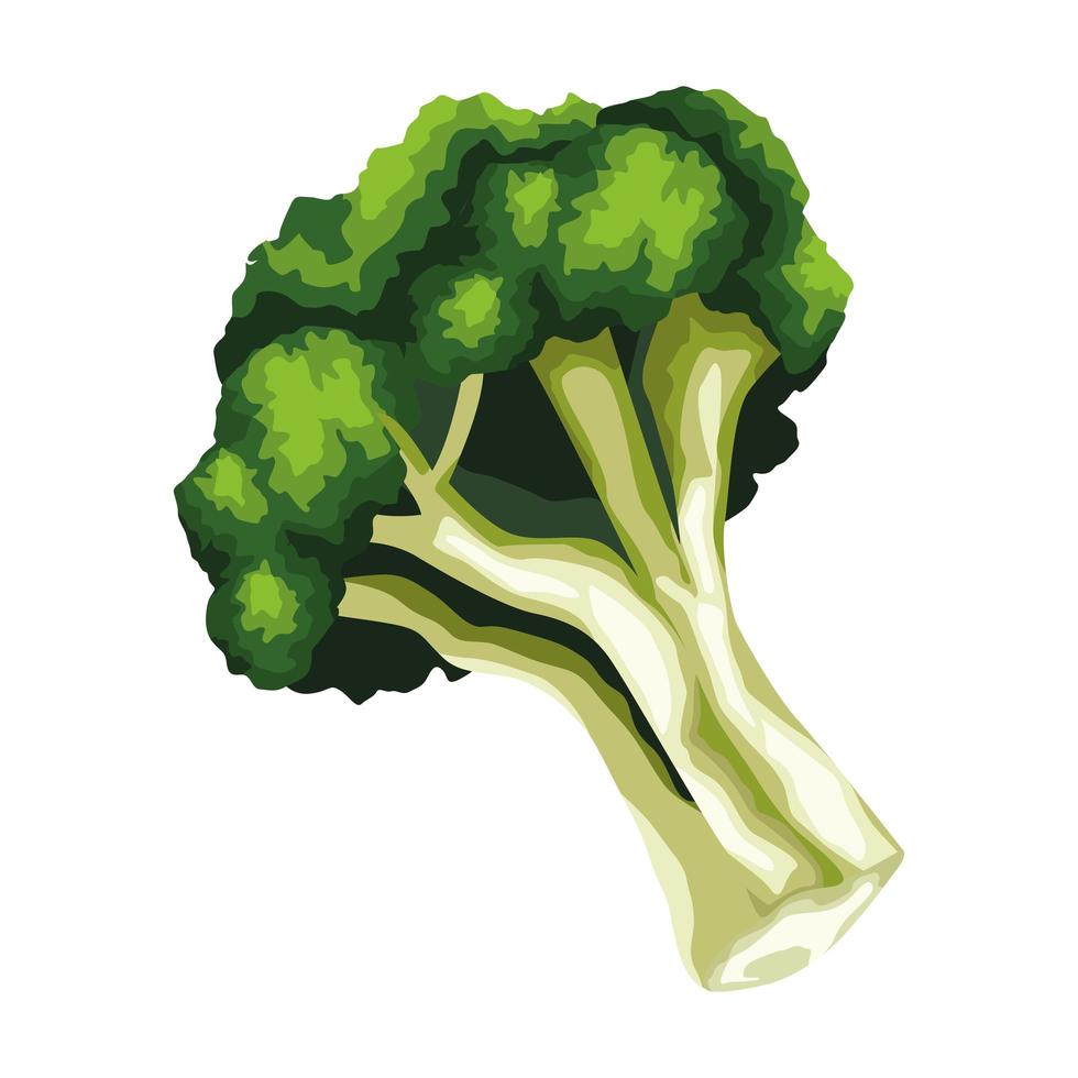 fresh broccoli healthy vegetable icon vector