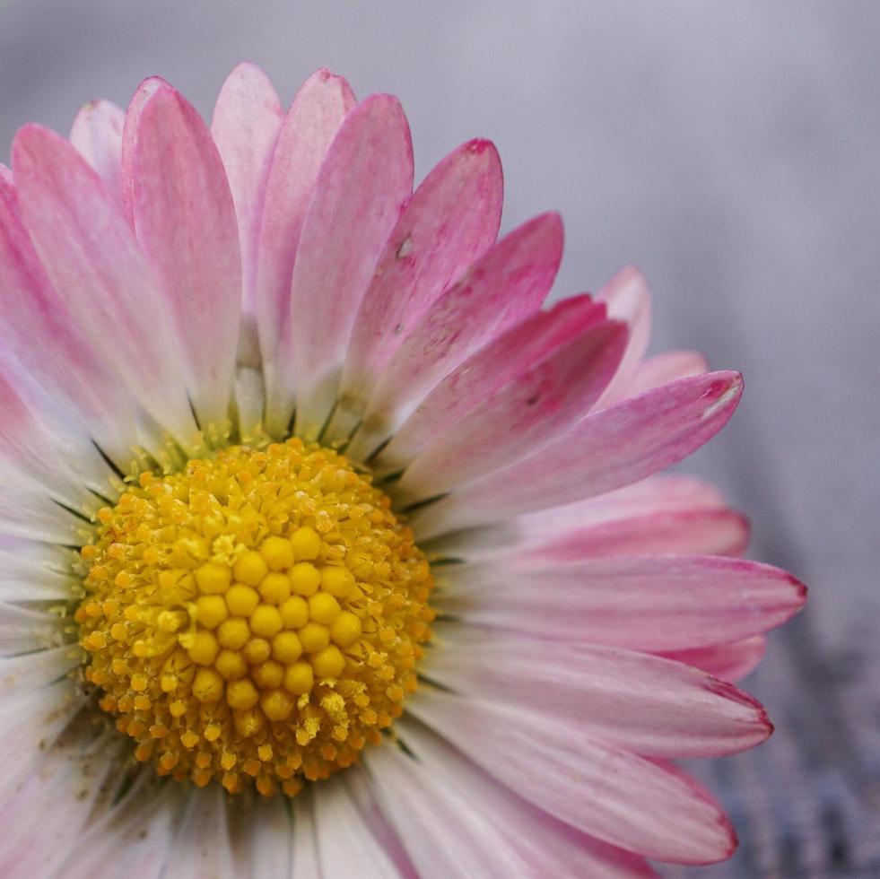 flor de margarita rosa y blanca en el jardín foto