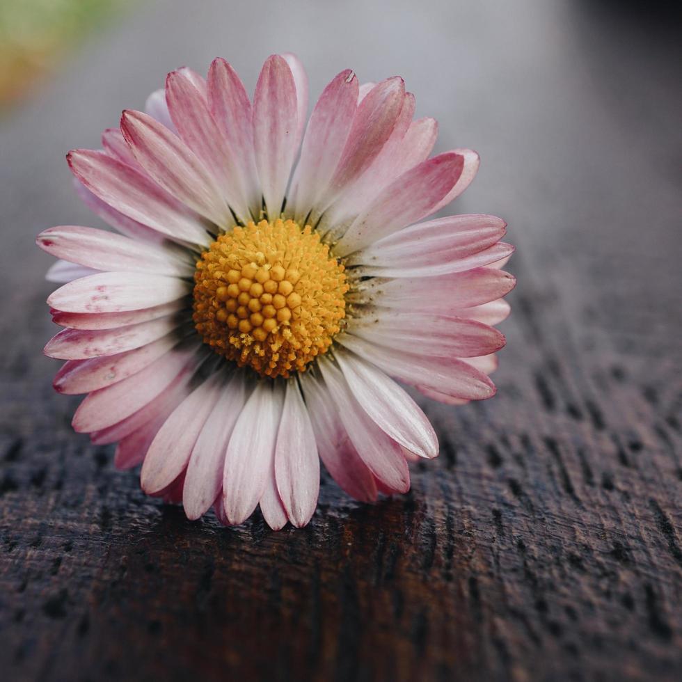 Pink and white daisy flower in the garden photo