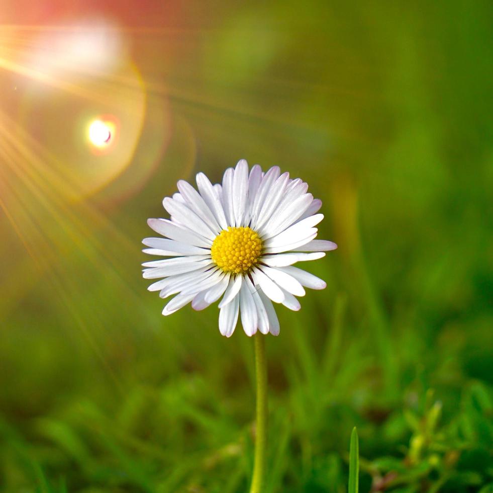 hermosa flor de margarita blanca en la naturaleza foto