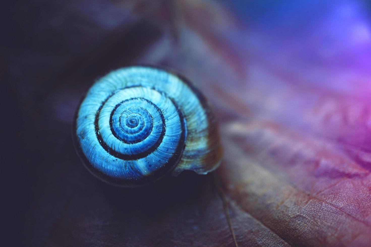 Snail shell on a leaf photo