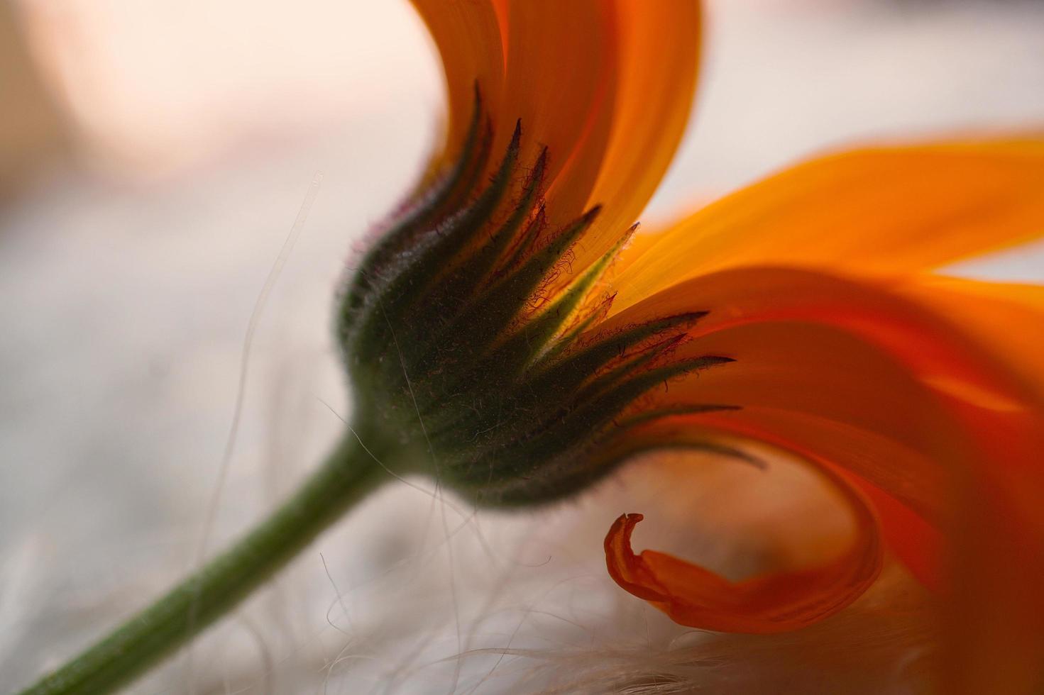 Beautiful orange flower petals photo