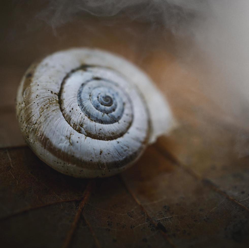 White snail shell on a leaf photo
