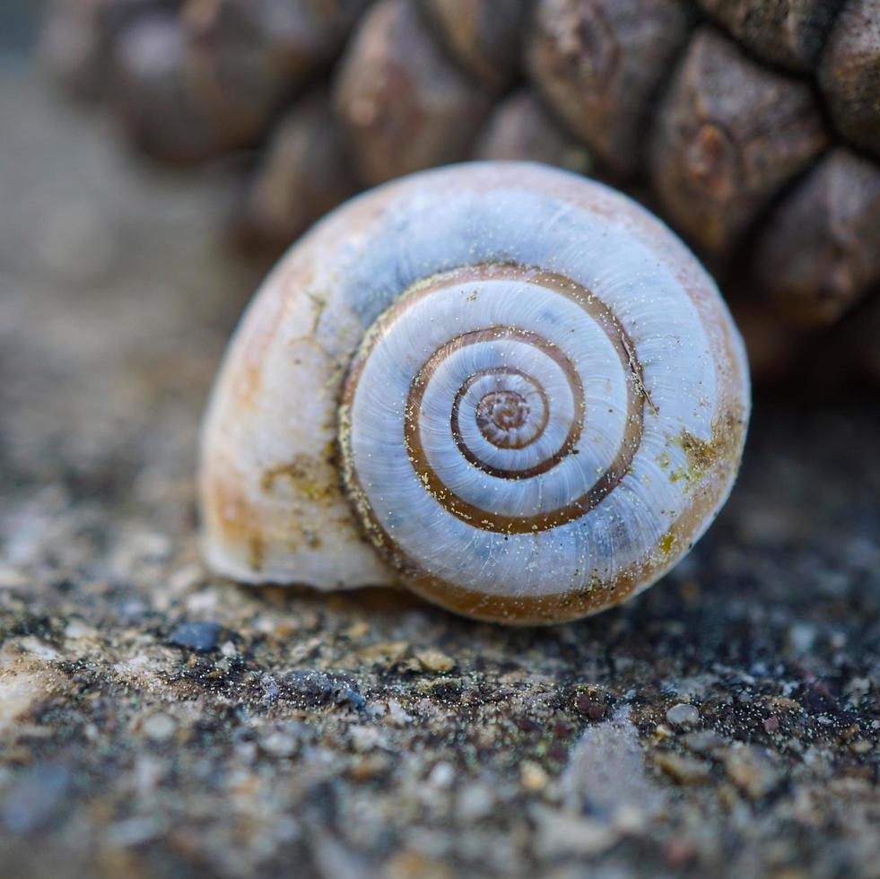 pequeño caracol blanco foto