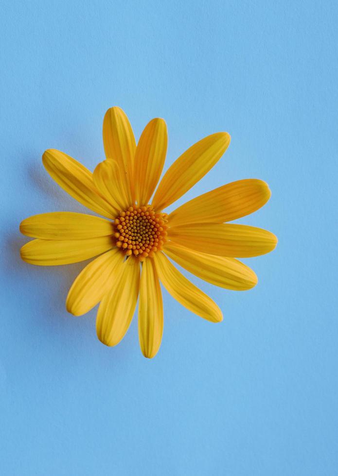 Pétalos de flores de margarita amarilla sobre fondo azul. foto