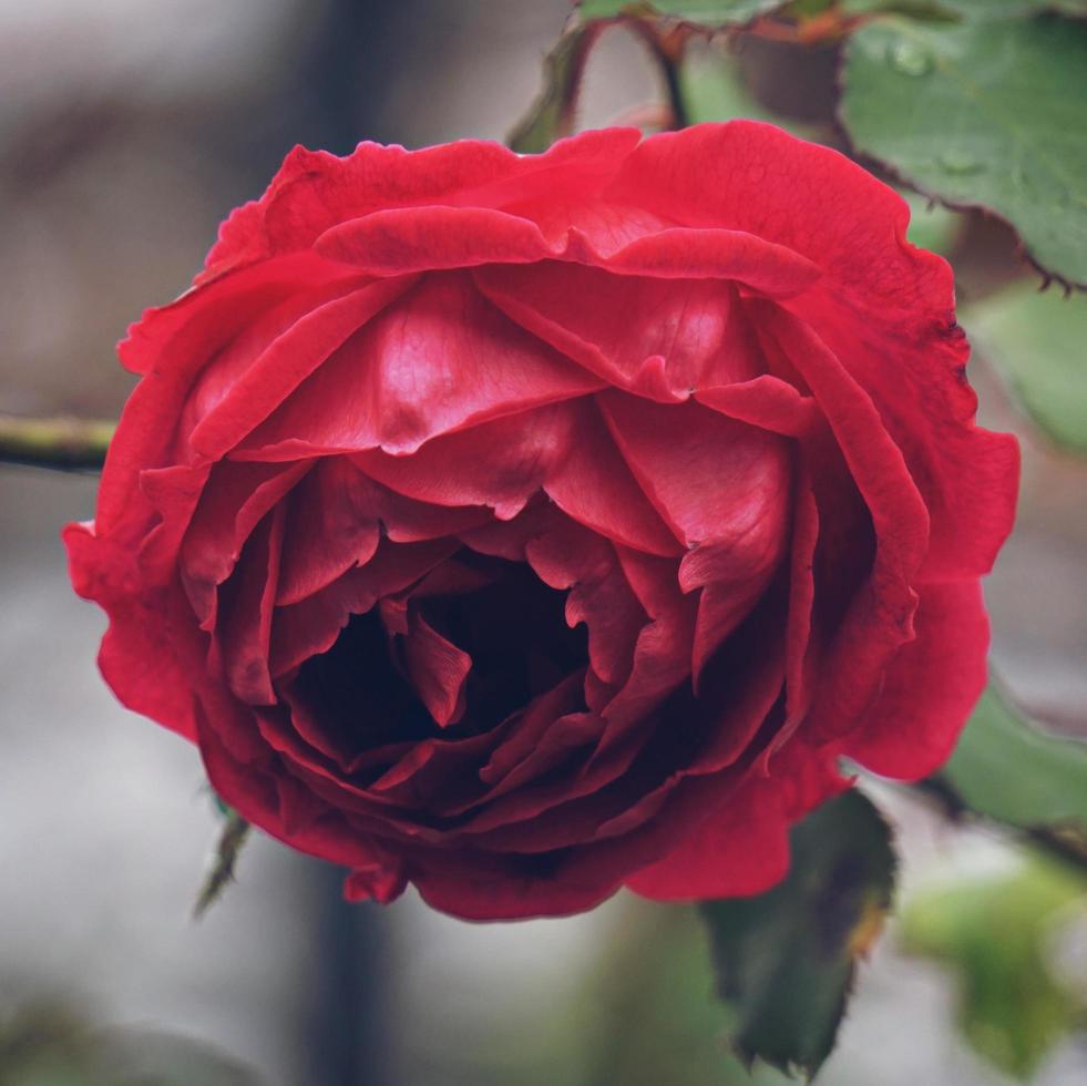 hermosa flor rosa para el día de san valentín foto