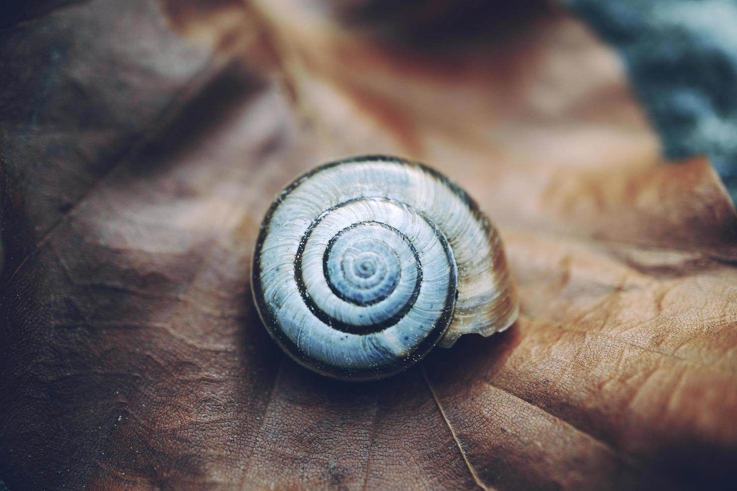 Small white snail on a leaf photo