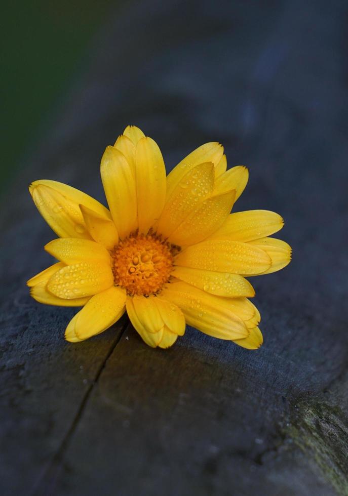 Beautiful orange daisy flower plant in the nature photo