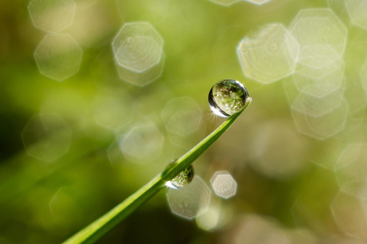 gota de agua sobre la hoja de hierba verde foto