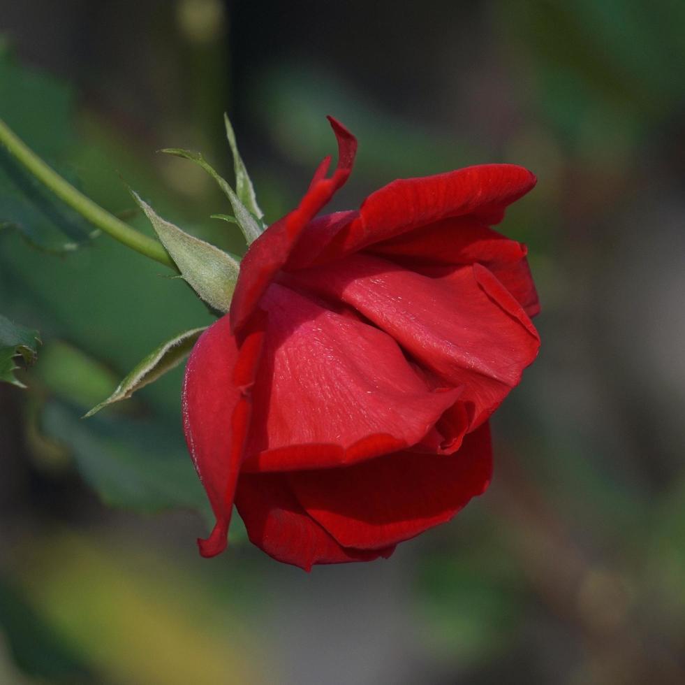 hermosa flor rosa para el día de san valentín foto