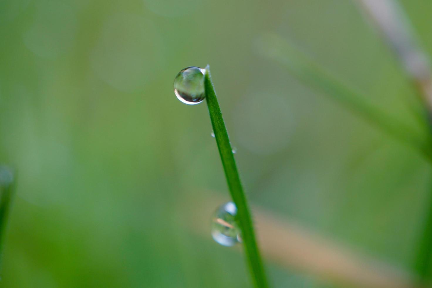 gota de agua sobre la hoja de hierba verde foto