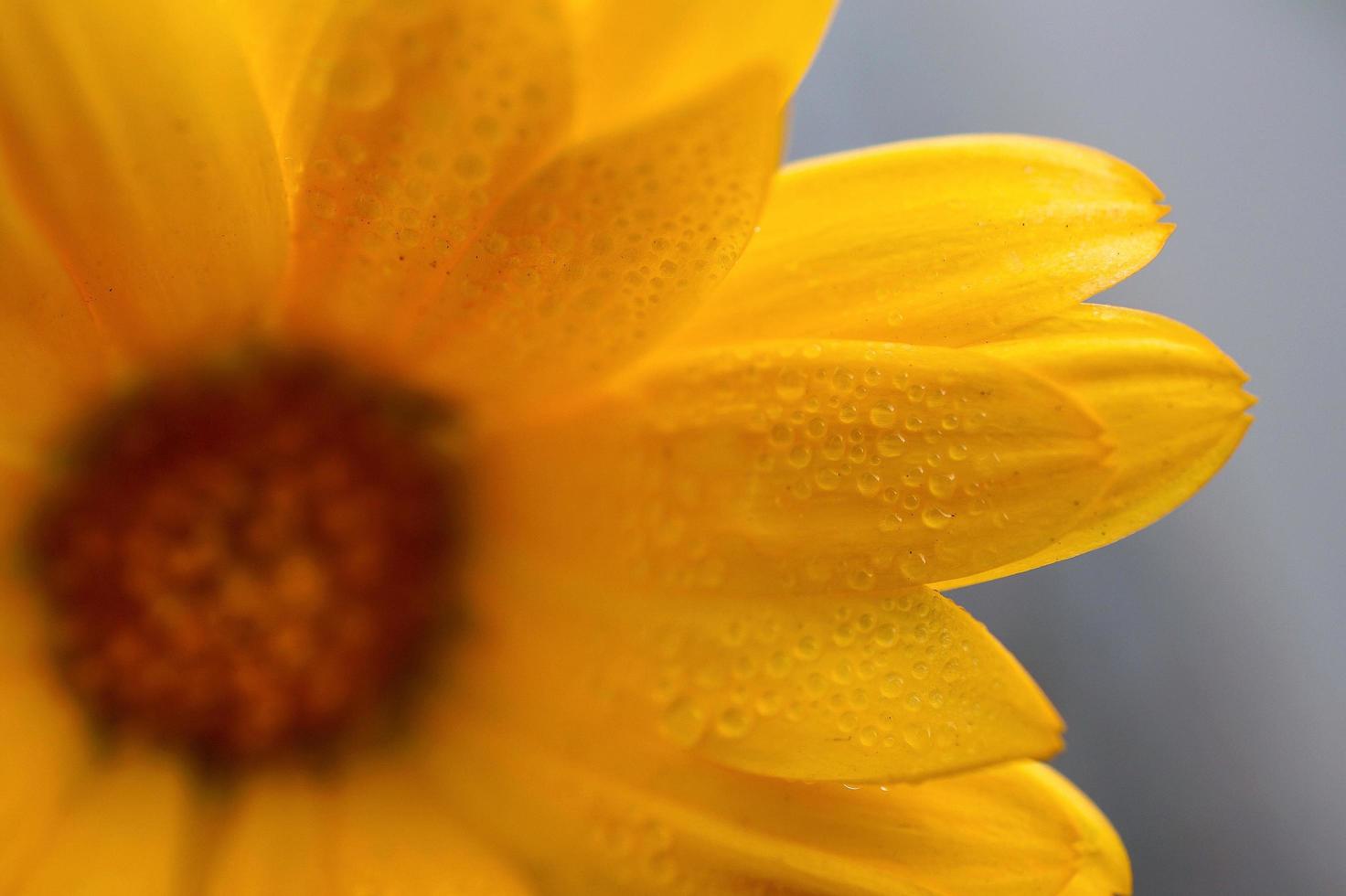 hermosa planta de flor de margarita naranja en la naturaleza foto