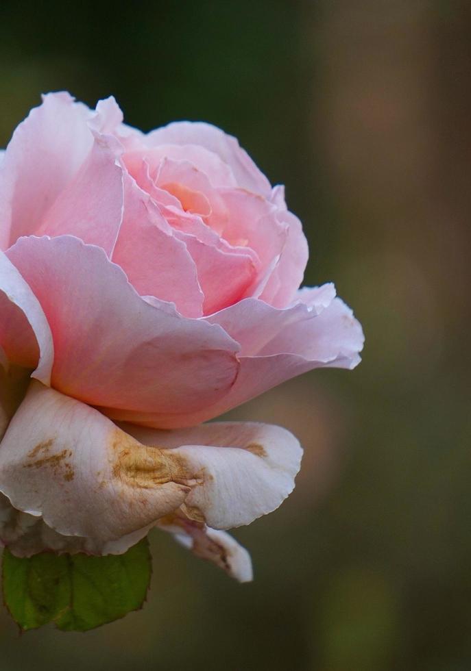 hermosa flor rosa para el día de san valentín foto